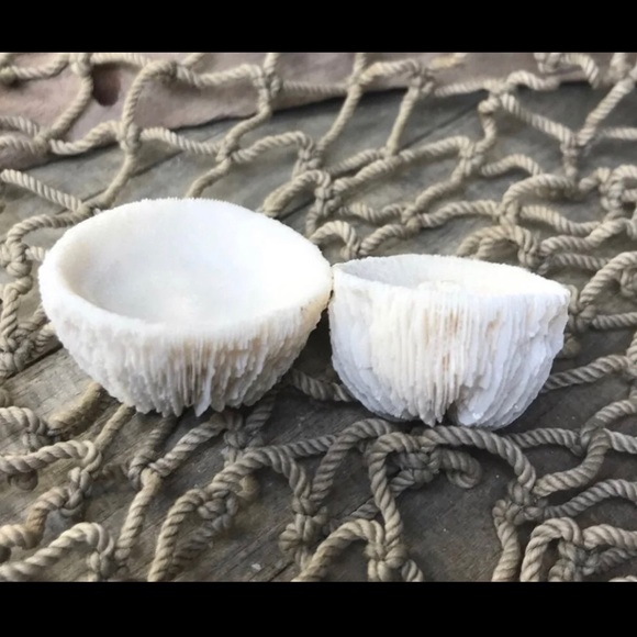 COPY - (2) Real Mushroom Cap Corals Lot - Picture 9 of 11